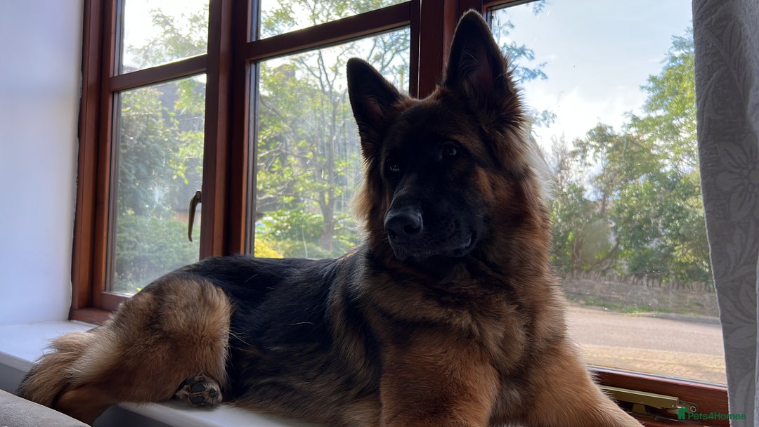 Mixed Breed dogs for sale: Golden Shepherd Puppies - Advert 2