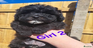 Shihpoo dogs - Advert 2