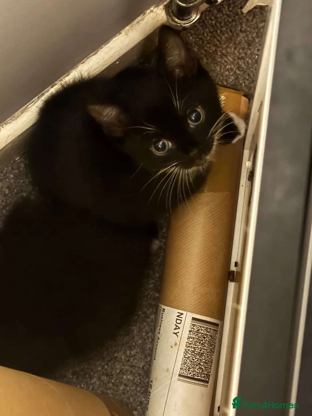 Mixed Breed dogs for sale: Mixed blk&wht  kittens available now - Advert 14