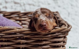 Miniature Dachshund dogs for sale: Daschund pups chocolate and chocolate dapple - Image 9