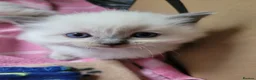 Ragdoll cats for sale: Ragdoll kittens - Advert 28