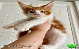 Maine Coon cats for sale: 🐾🦁 *TICA REG* GINGER MAINE COON KITTENS🦁🐾 - Image 5