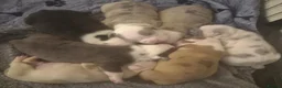 Olde English Bulldogge dogs for sale: Old English Bulldog Pups  - Advert 12