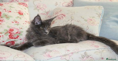 Maine Coon cats - Advert 12