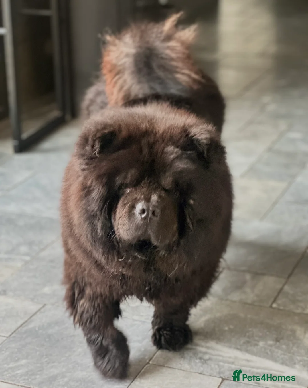 Chow Chow dogs for sale: KC registered female  - Advert 5