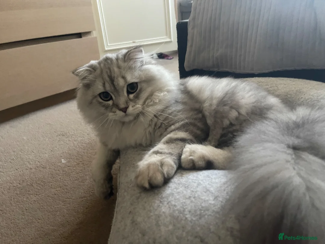 Scottish Fold cats for sale: Scottish Fold and straight  - Advert 1