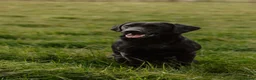 Labrador Retriever dogs for stud: Braemossrose Samson at Stud - Advert 7
