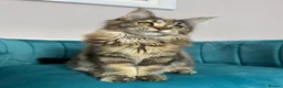 Maine Coon cats for sale: TICA Pedigree Registered Maine Coon Kittens - Advert 28