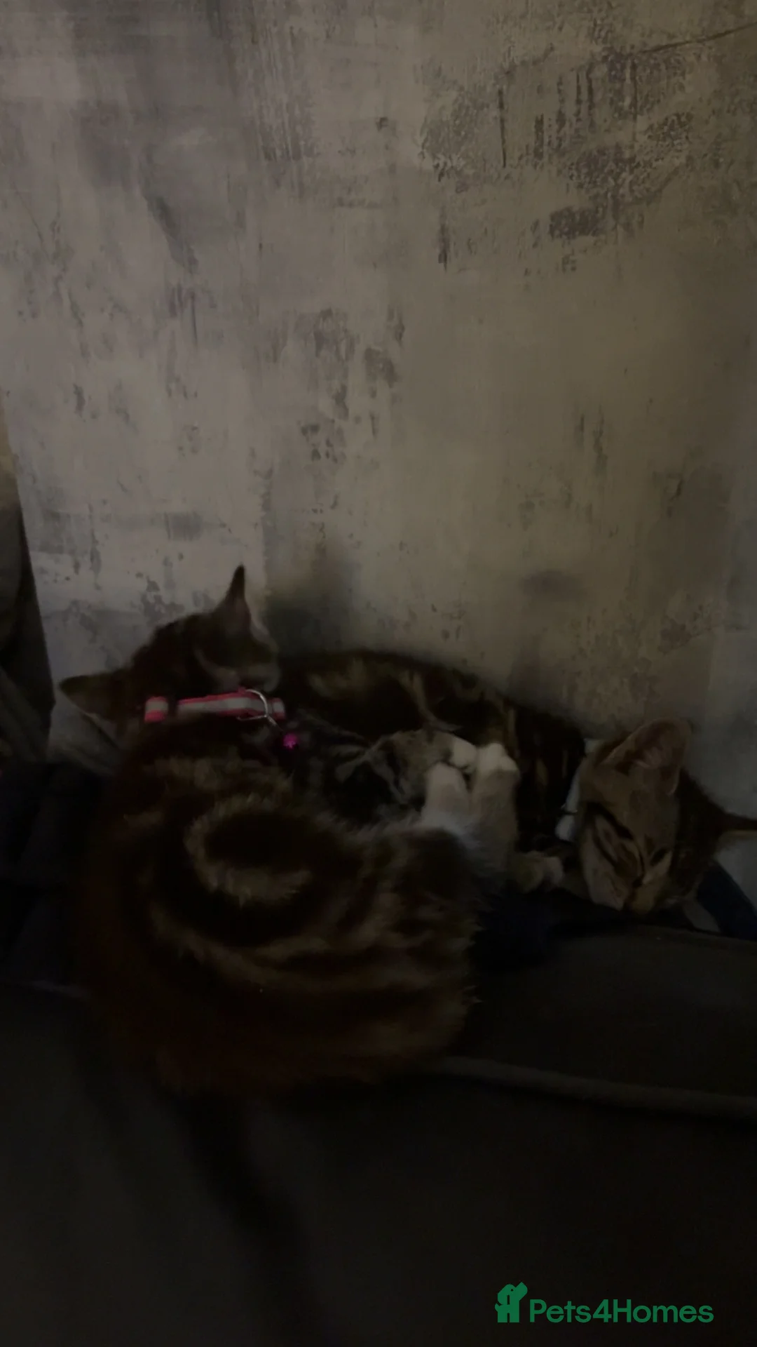 Mixed Breed cats for sale: 5 kittens  - Advert 7