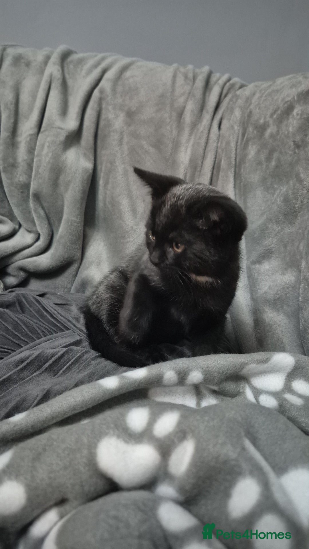 British Shorthair cats for sale: BSH cross  - Advert 3