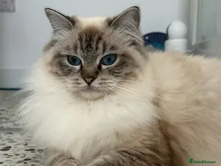 Ragdoll cats Stunning ragdoll kittens - Advert 1