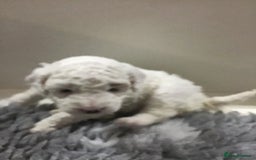 Cockapoo dogs for sale: F1b cockapoo puppies ready now - Advert 6