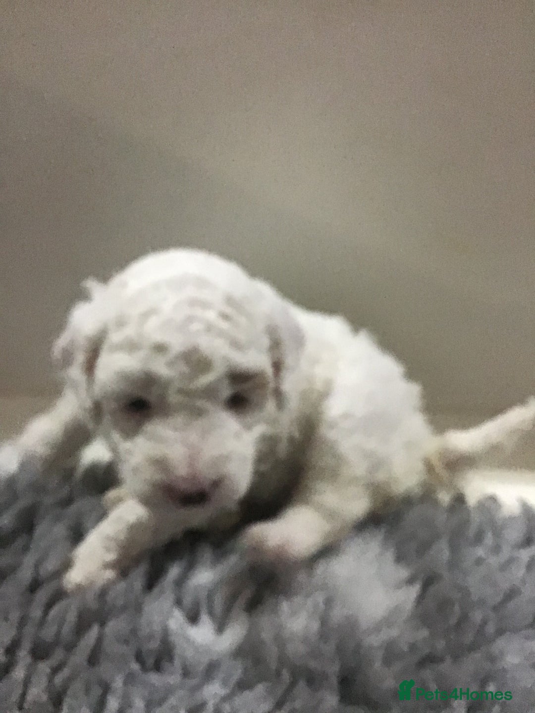 Cockapoo dogs for sale: F1b cockapoo puppies ready now - Advert 6