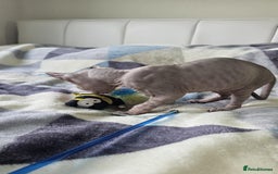 Sphynx cats for sale: Sphynx kitten - Image 3
