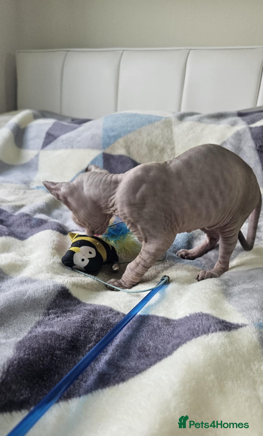 Sphynx cats for sale: Sphynx kitten - Image 3