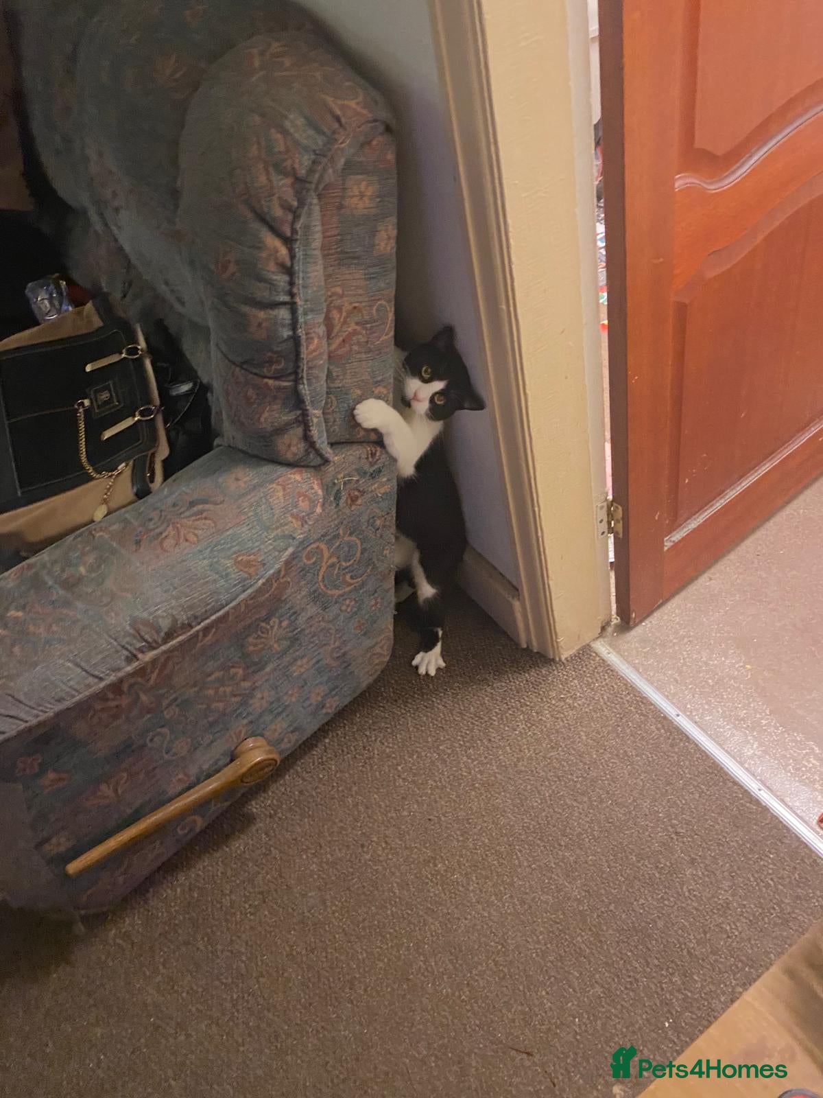Mixed Breed cats Abandoned cat looking for home - Advert 1
