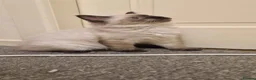 Ragdoll cats for sale: 3 gorges seal point ragdolls - Advert 11