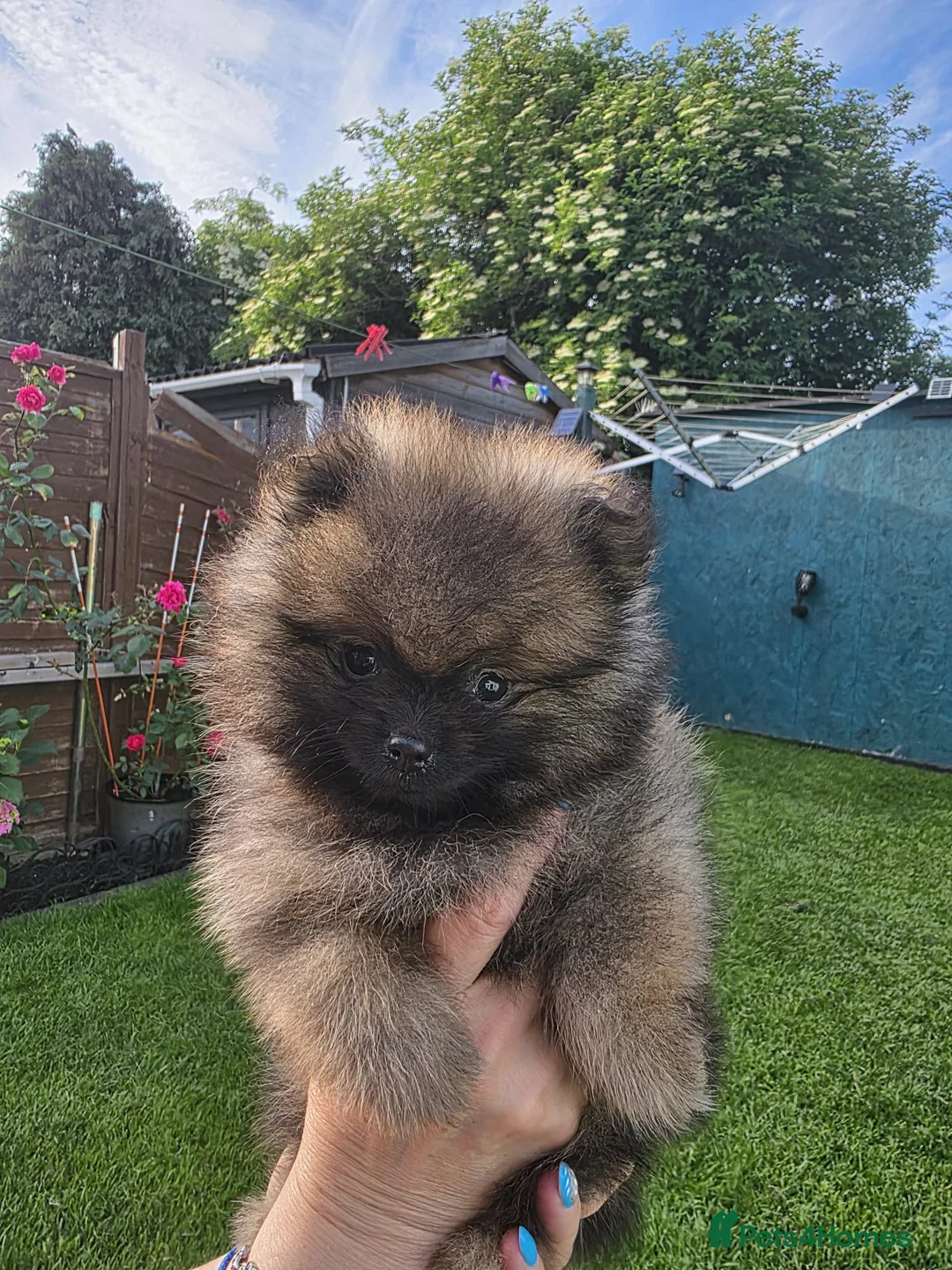 Pomeranian dogs for sale: pomeranian tedy - Advert 2