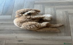 Cavapoo dogs for sale: ❤️ F1 Poochons due November ❤️  - Image 24