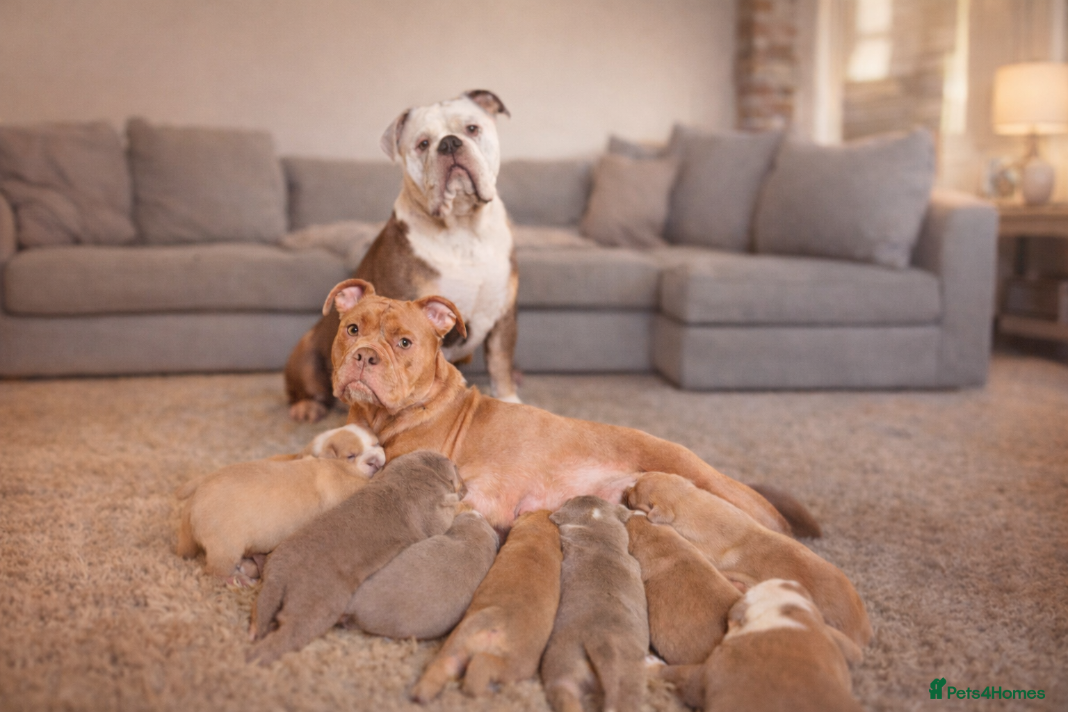 Olde English Bulldogge dogs Olde English Bulldog Puppies - Family Raised  - Advert 1