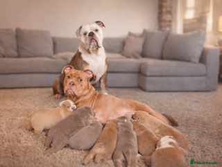 Olde English Bulldogge dogs Olde English Bulldog Puppies - Family Raised - Advert 4