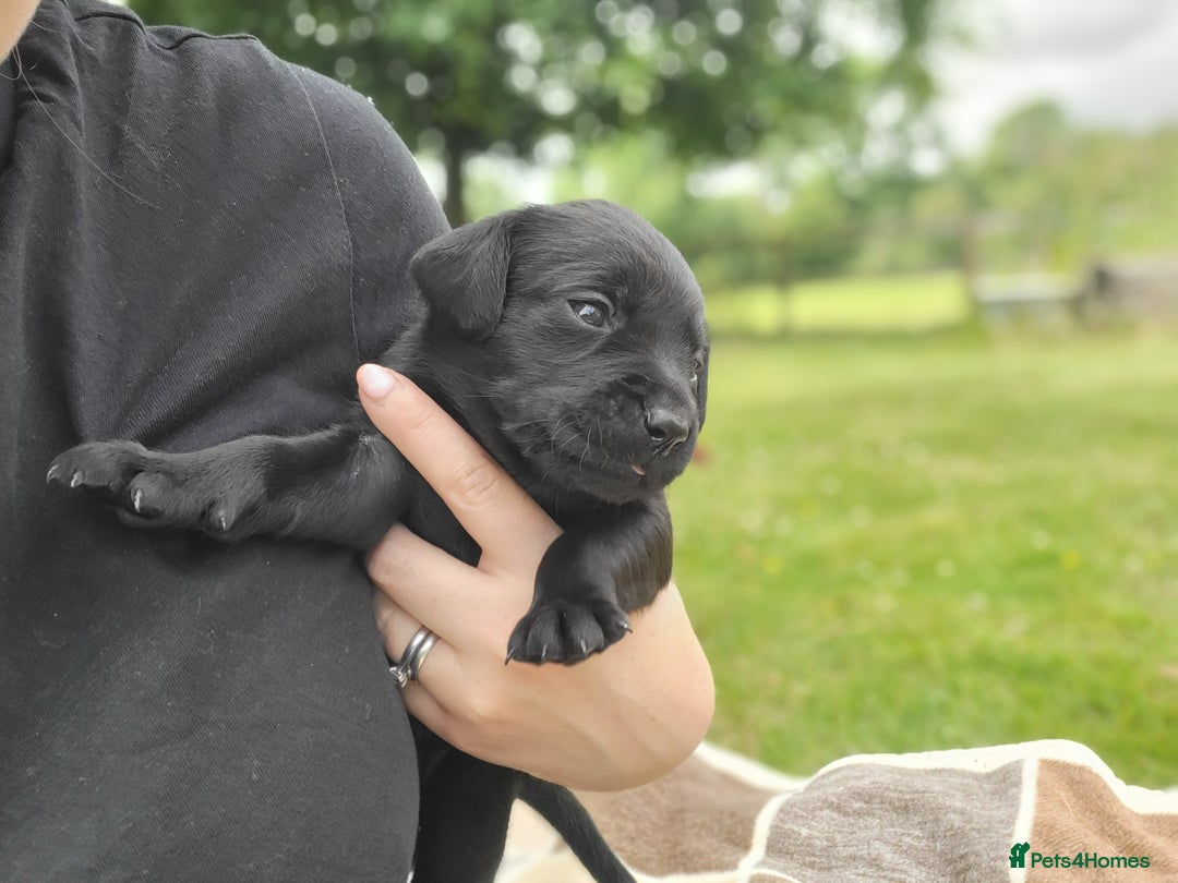Labrador Retriever dogs for sale: Kc labrador puppies in Much Wenlock - Image 14