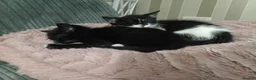 Mixed Breed cats for sale: Boy and girl - Advert 6