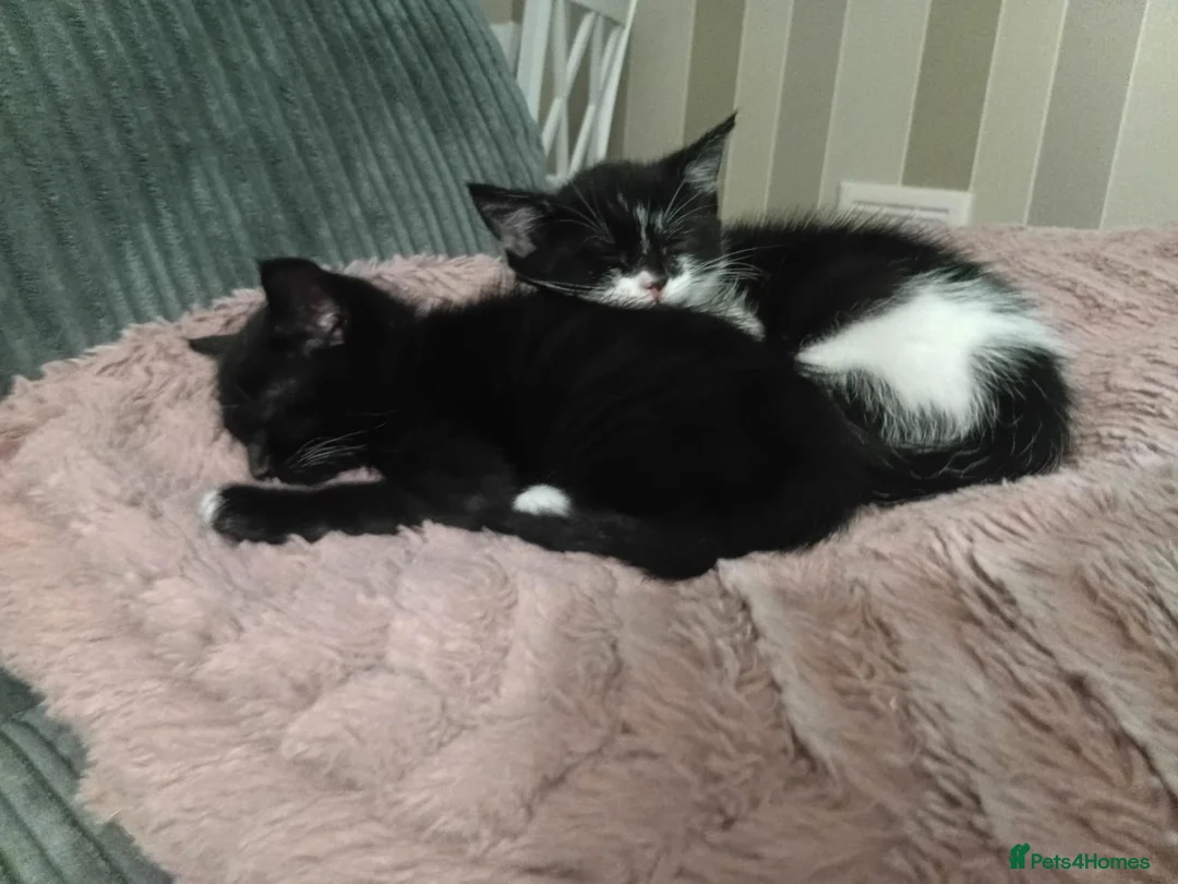 Mixed Breed cats for sale: Boy and girl - Advert 6