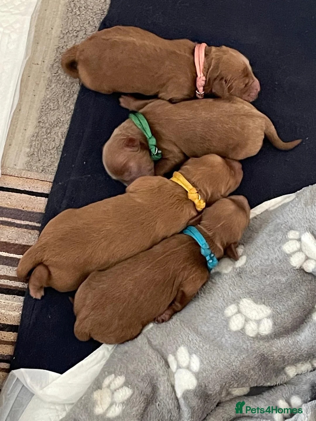 Cockapoo dogs for sale: Beautiful Fox Red Cockapoos - Advert 6