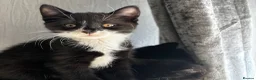 Mixed Breed cats for sale: Beautiful tuxedo kittens  - Advert 15