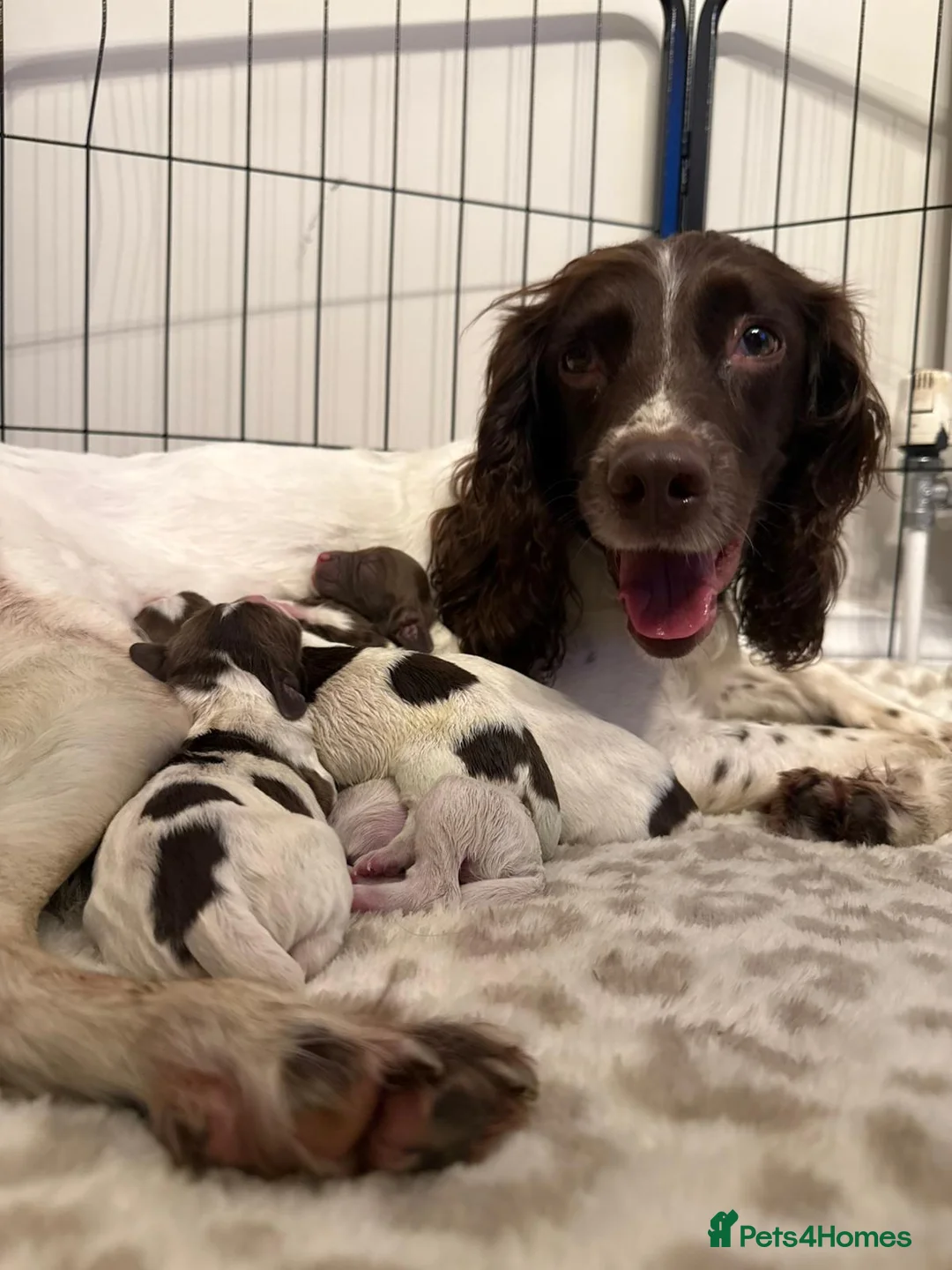 English Springer Spaniel dogs for sale: Pure springer puppies - Advert 3
