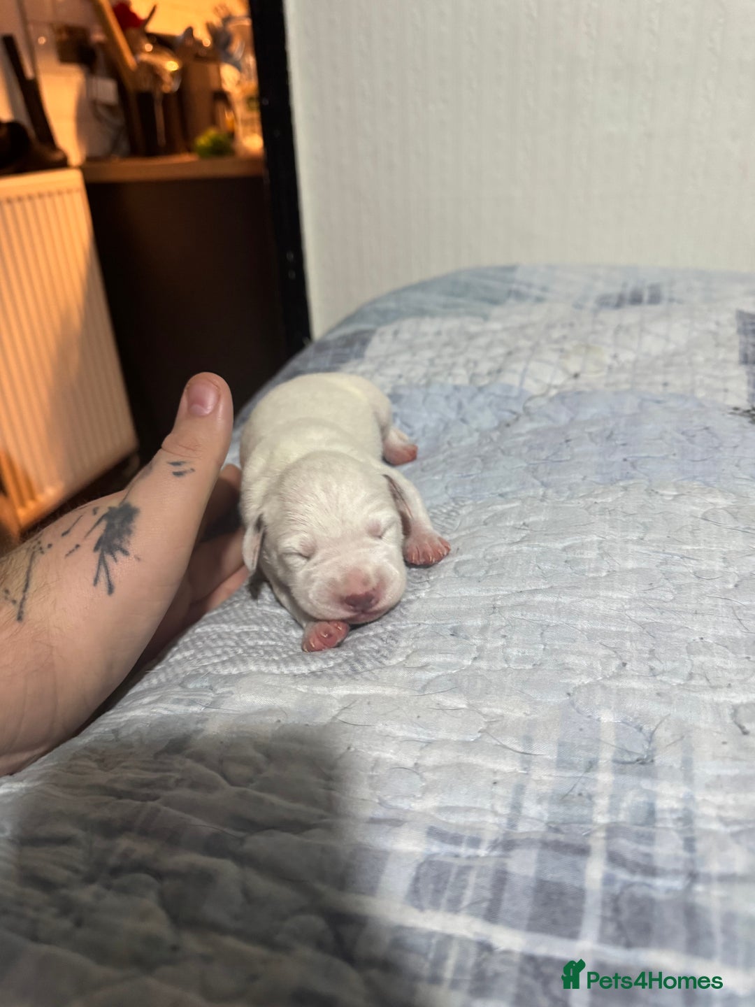 Dalmatian dogs for sale: KC Registered Dalmatian pups! - Advert 22
