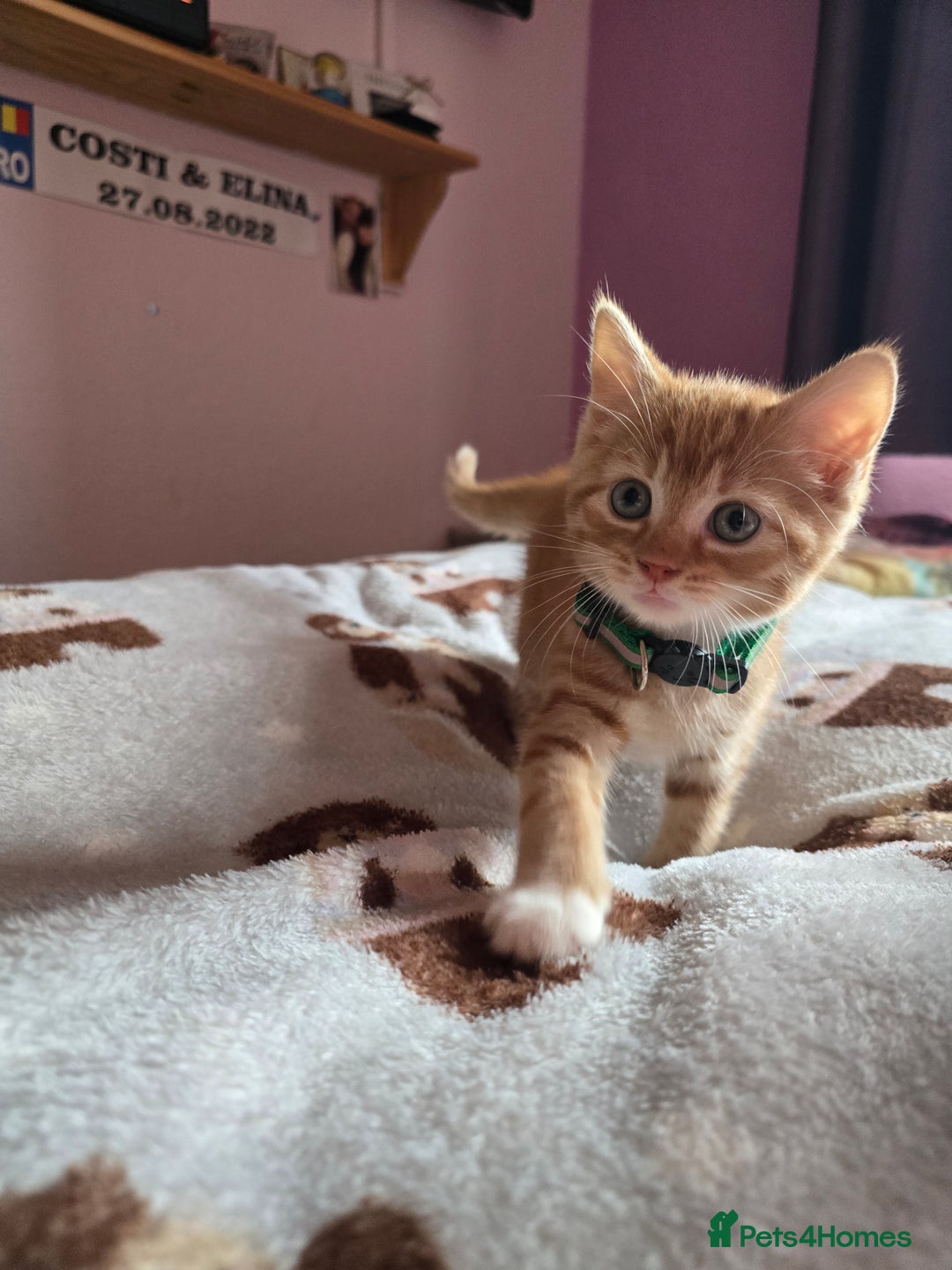 Mixed Breed cats for sale: Stunning, active kittens - Image 13