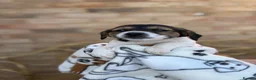 Jack Russell dogs for sale: Litter of 6 Puppies Ready for Their Forever Homes in Gloucester - Advert 12