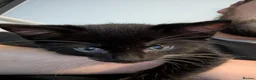 Mixed Breed cats for sale:  kittens for sale  in Newbury - Advert 5