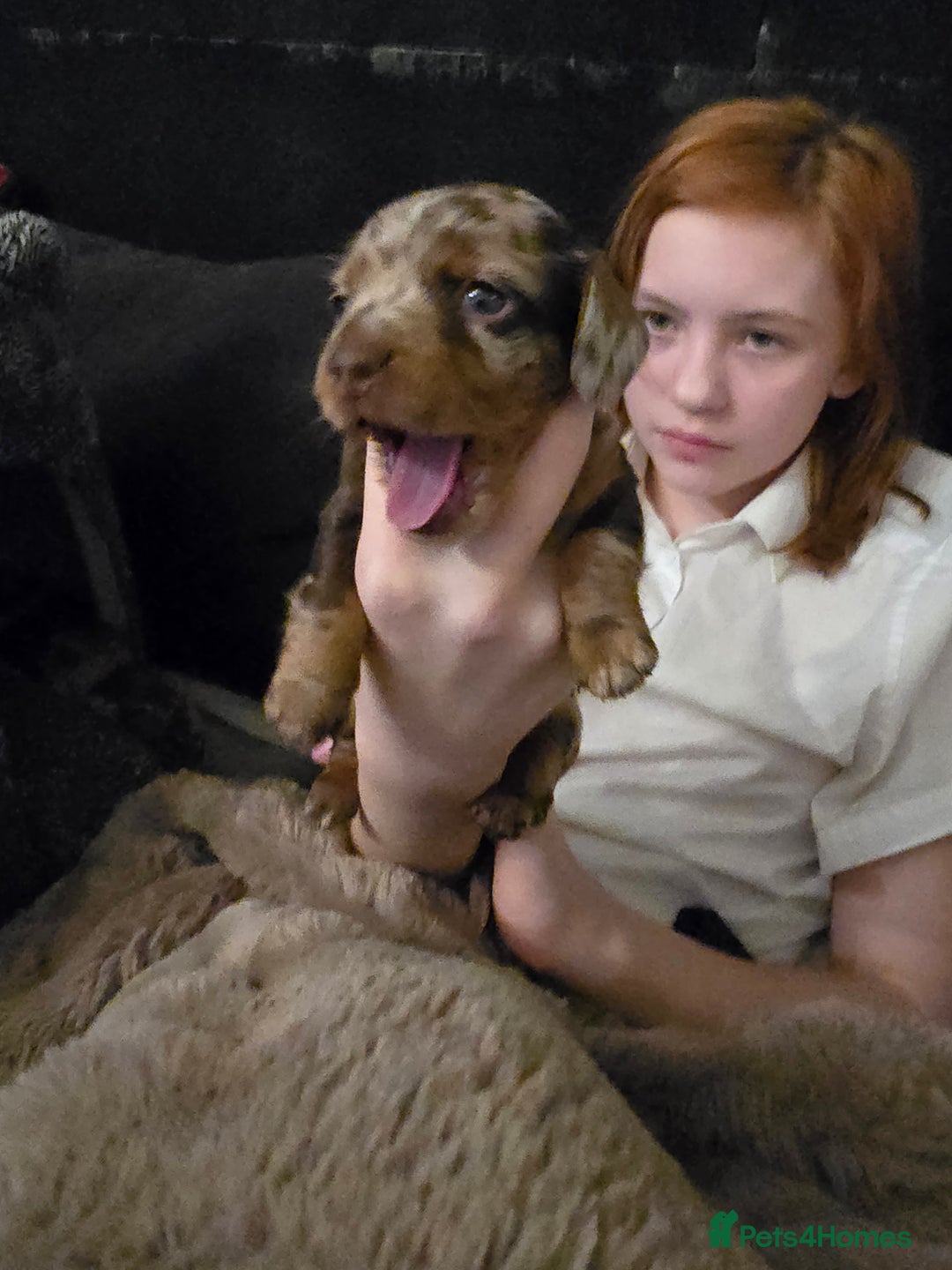 Miniature Dachshund dogs for sale: Gorgeous chocolate dapple miniature dachshunds - Advert 15