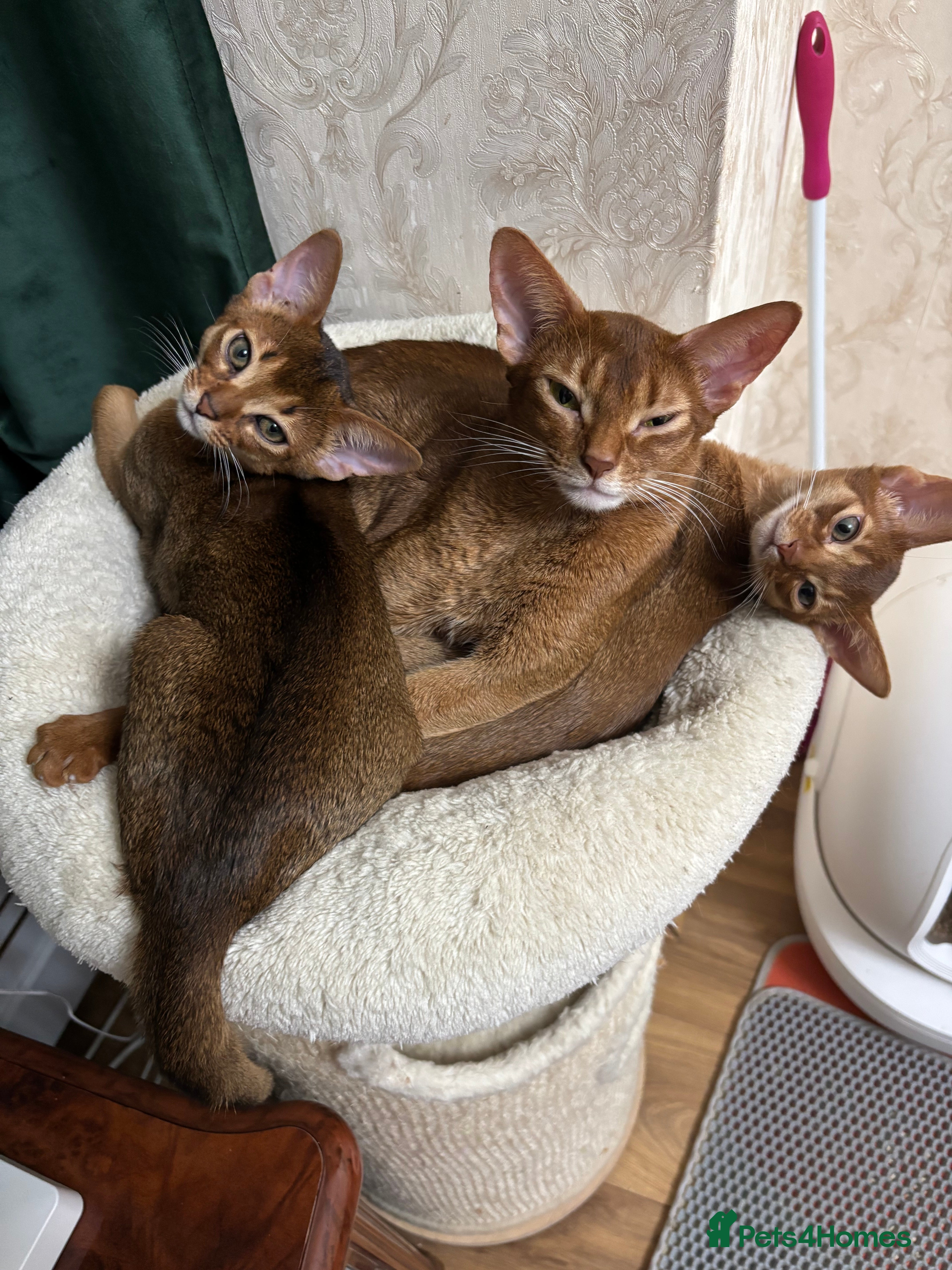Abyssinian cats Female (last one) - Advert 6