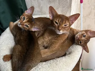 Abyssinian cats Female (last one) - Advert 16