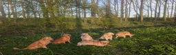 Golden Retriever dogs for sale: Champion Pedigree Puppies - Advert 5