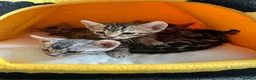 Bengal cats for sale: 2 silver Bengal kittens for a forever home  - Advert 6