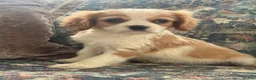 Cavalier King Charles Spaniel dogs for sale: The Royals' Cavalier King Charles  - Advert 5