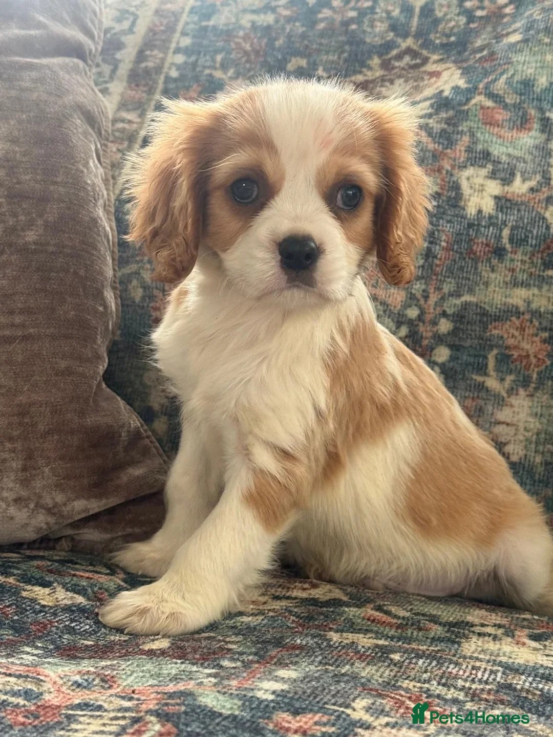 Cavalier King Charles Spaniel dogs for sale: The Royals' Cavalier King Charles  - Advert 5