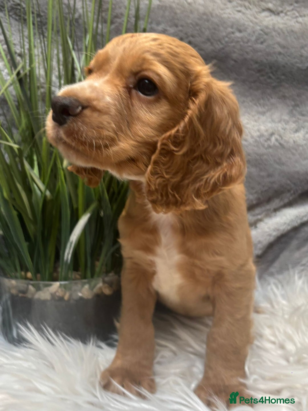 Cocker Spaniel dogs for sale: Outstandingly bred stunning worker cocker spaniels - Image 17