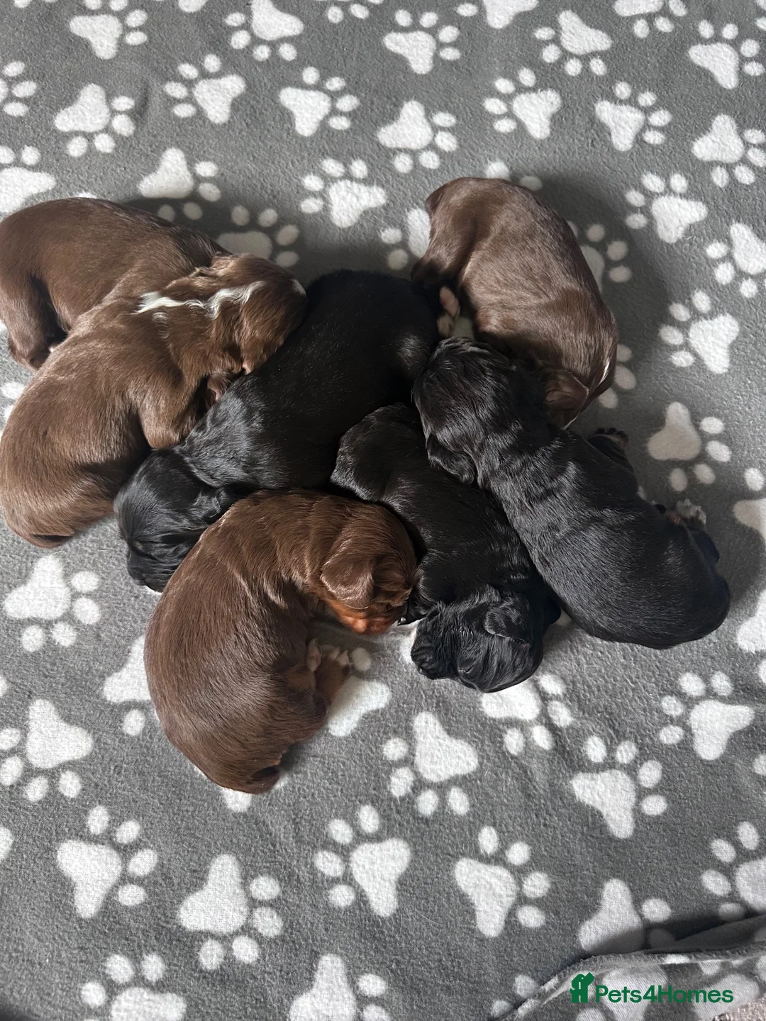Cocker Spaniel dogs for sale: Working Cocker Spaniels  - Advert 2