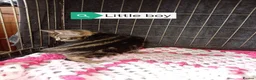 Bengal cats for sale: Bengal Cross kittens  - Advert 10