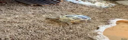 Tortoise reptiles for sale: Horsefield Tortoise  - Advert 4