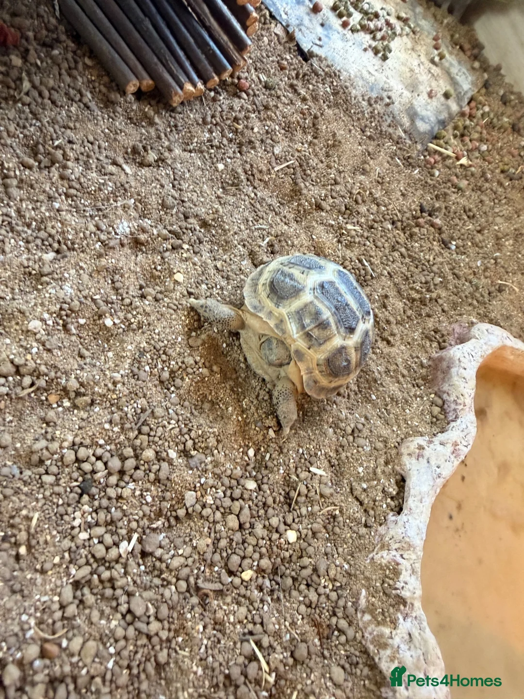 Tortoise reptiles for sale: Horsefield Tortoise  - Advert 4
