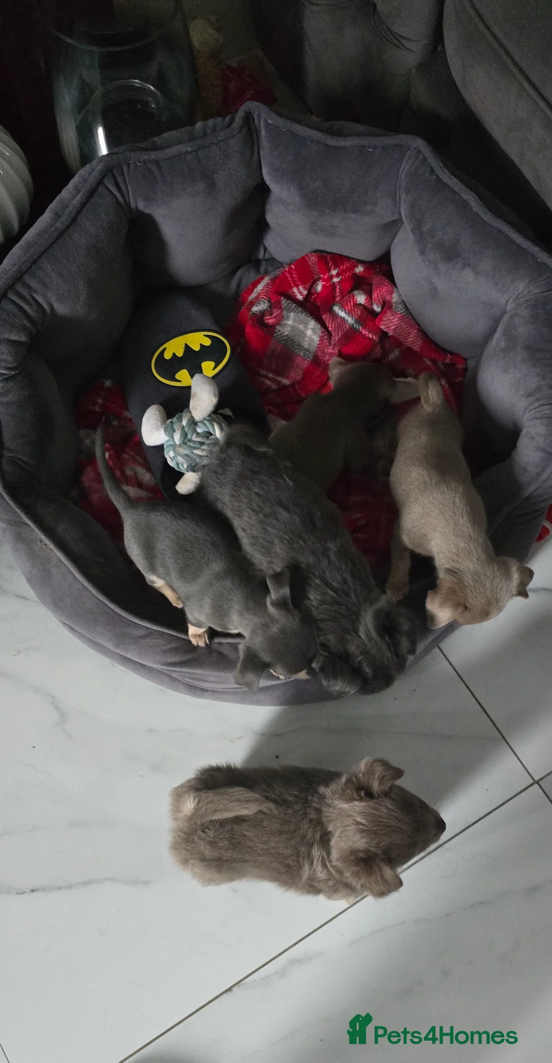 Chihuahua dogs for sale: Beautiful Chihuahua puppies  in Blackwood - Advert 29