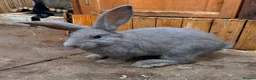 French Lop rabbits for sale: Continental x French lop 🩶 READY TO LEAVE NOW  - Advert 1