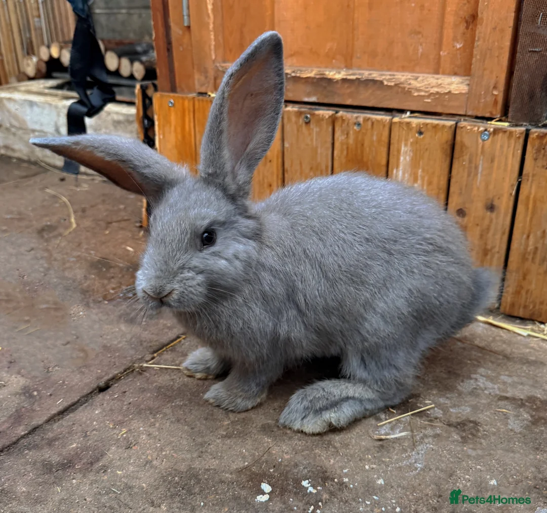 French Lop rabbits for sale: Continental x French lop 🩶 READY TO LEAVE NOW  - Advert 1
